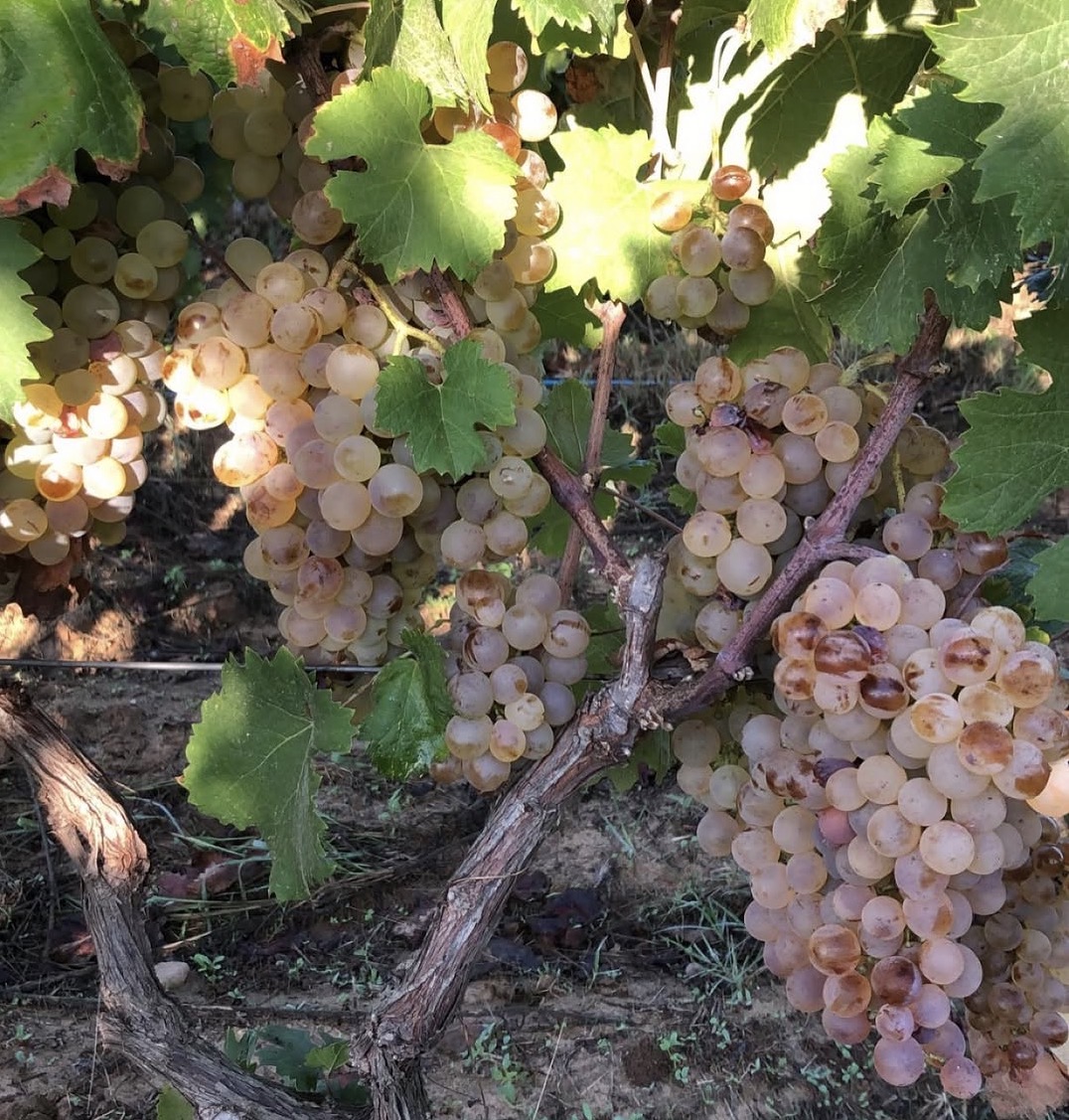 Close-up of ripe white grape clusters hanging on the vine, dappled with sunlight through the leaves.