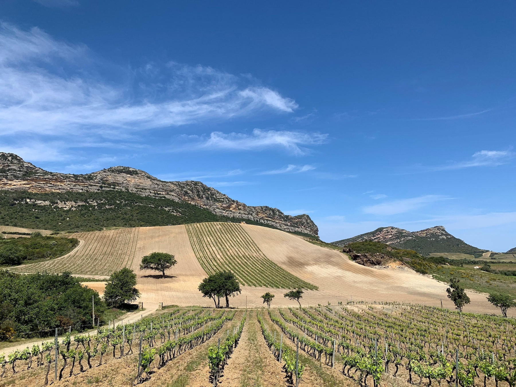 Rolling vineyard hills under a blue sky, with rows of vines climbing toward rocky hilltops and a lone tree in the field.