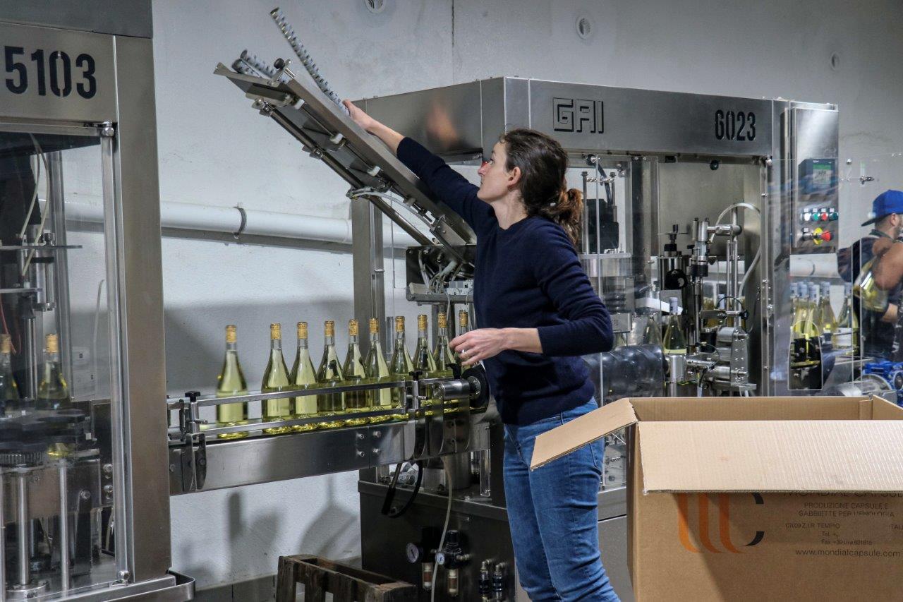 Winery worker adjusting bottling line machinery as bottles of white wine move along the conveyor.