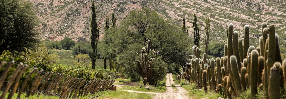 Wines of Argentina is rolling out a campaign under the strapline