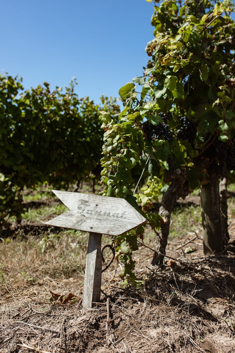 Although Uruguay has established a global name for its Tannat, more recently it has begun to produce high quality Albariño 