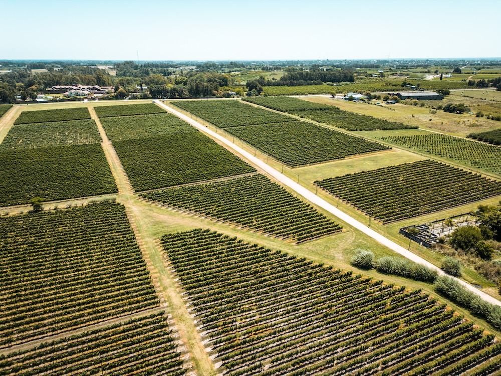 In Uruguay, INAVI's main objective is to educate the sector, from importers to consumers, on the qualities and characteristics of its wines