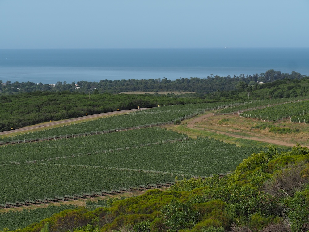The main markets for Uruguayan wines are Brazil, the United States, the United Kingdom and Mexico