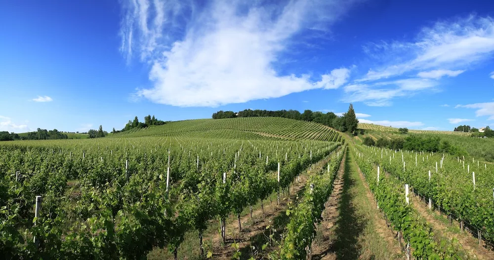 The Montecarotto vineyards