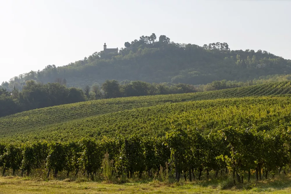 For Mancini, the commitment to quality starts with low environmental impact management to protect the land and those who work in the vineyards