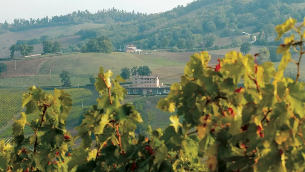 The La Canosa vineyards