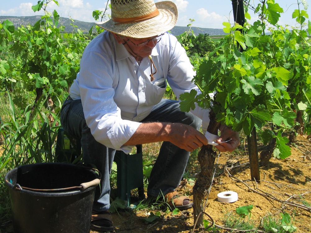 Auguste Commeyras top grafting vines 
