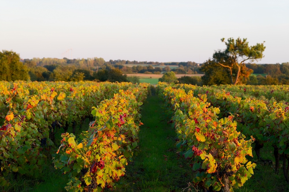 On the eve of the 2024 grape harvest in vineyards belonging to the Pénisson family