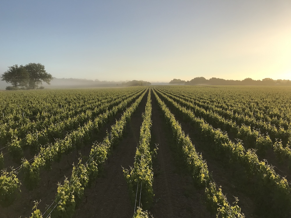 The Federation is encouraging reform so that the Muscadet wine region can cope with climate challenges