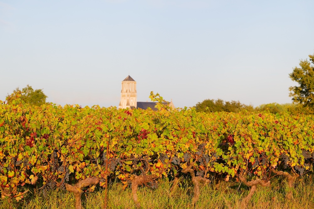    Although the 2024 grop was small, it producted vibrant, fresh, light wines