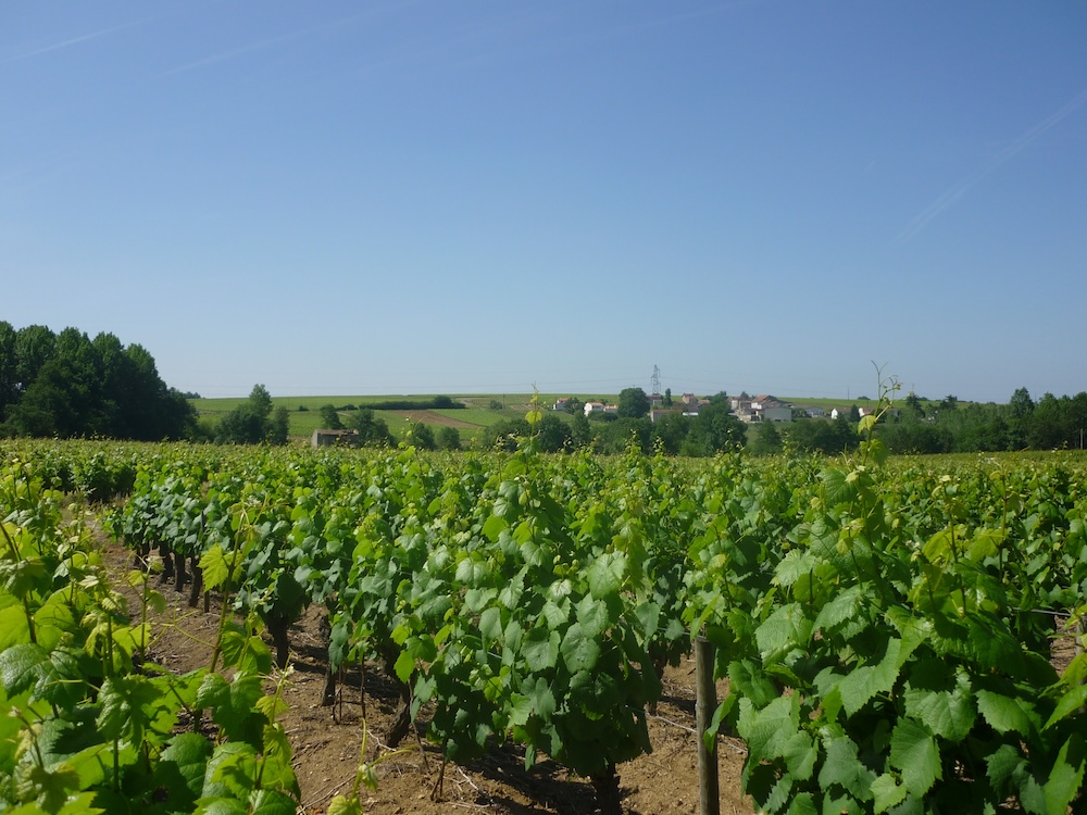 The Luneau family's vineyards