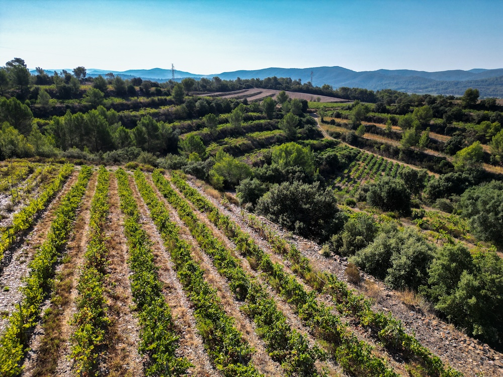 Domaine Rostangue’s vineyards