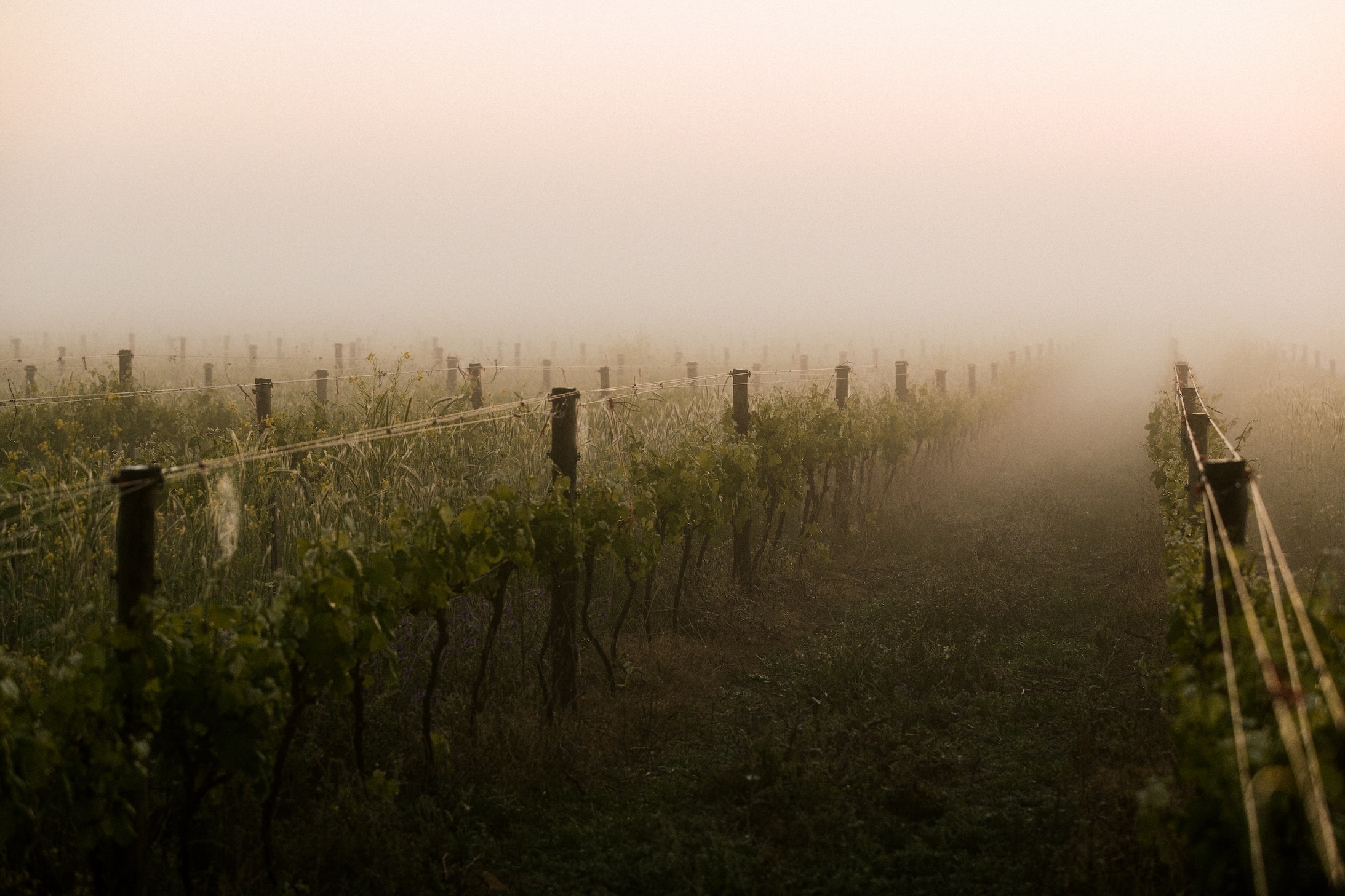 Morning fog drifting over vineyard rows at Strandveld Vineyards near Elim