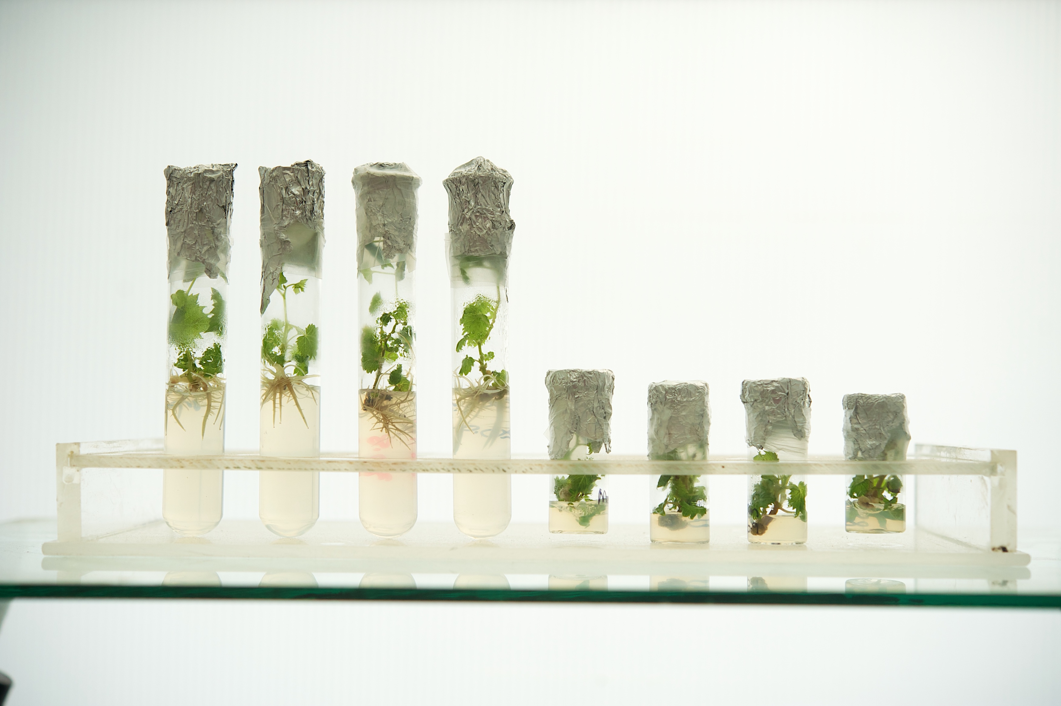 Grapevine plantlets in tissue culture tubes at Bosman Adama Nursery