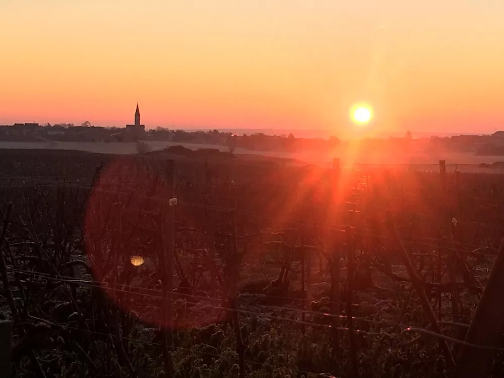 The sun shines over Ambonnay