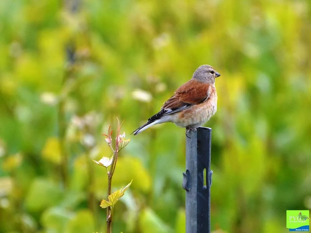 A melodic linnet singing in the vineyards at Champagne Paul D&eacute;thune