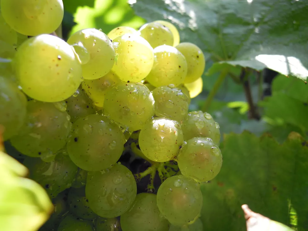 Chardonnay Dom Legras Frapart