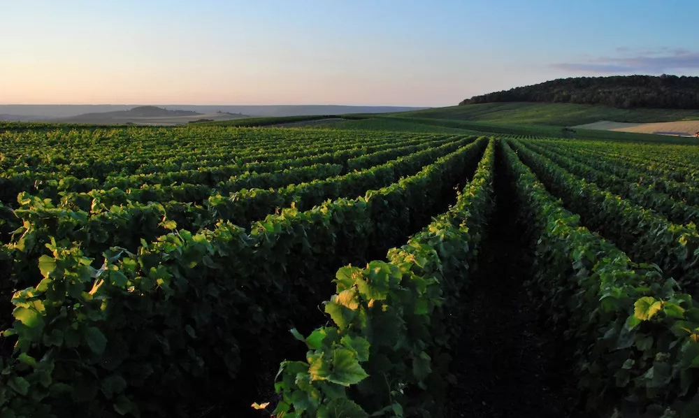 Vineyards in Cramant in the C&ocirc;te des Blancs