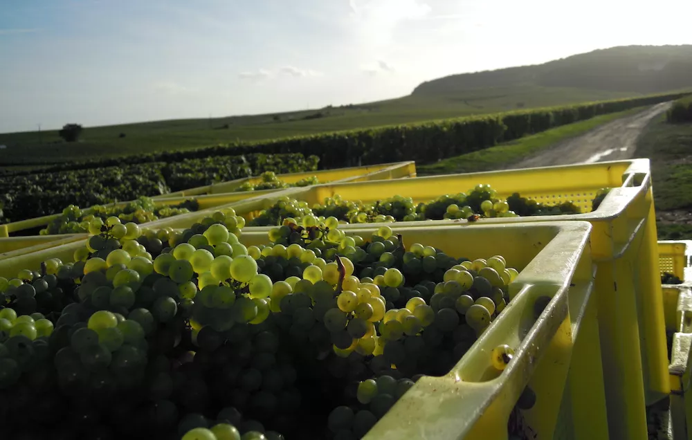 The harvest at the Legras-Frapart estate