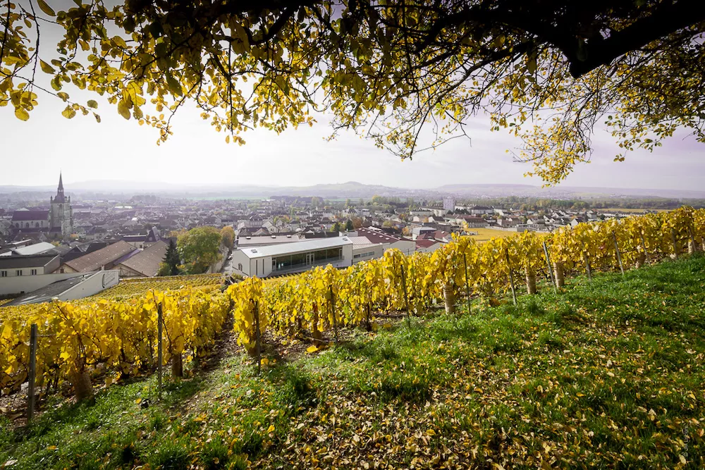 A vineyards block in A&yuml; Champagne by Champagne Collet
