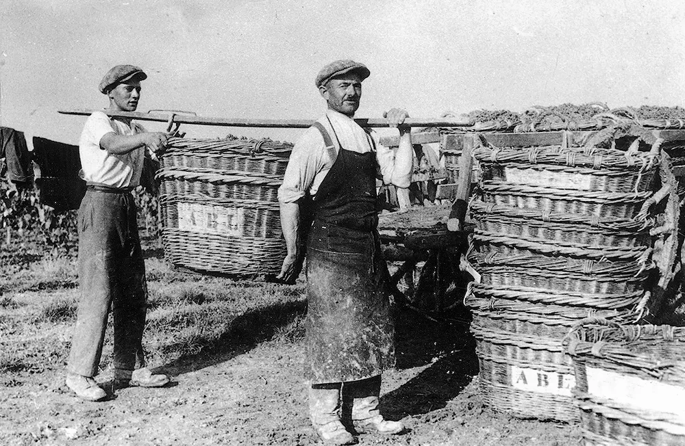 Alfred and Franck Bonville at harvest time