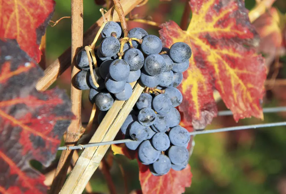 Bunch of Lambrusco Grasparossa grapes among red autumn leaves at Tenuta Pederzana, Emilia-Romagna