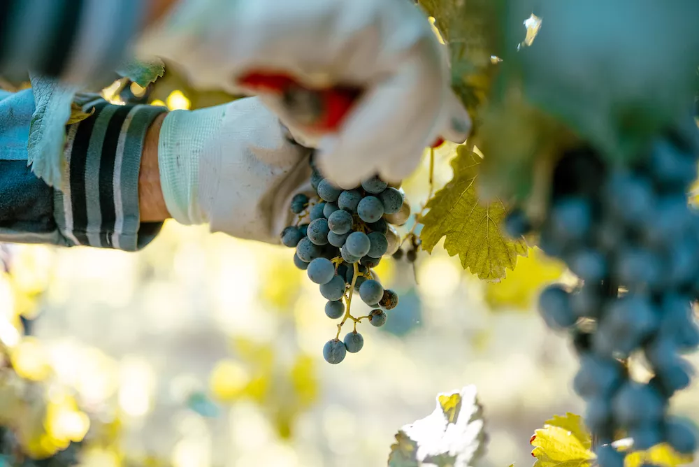 Cantina Settecani's soils are mainly clay and sand wich is rich in limestone and ideal for enhancing the main grape varieties, including Lambrusco Grasparossa and Pignoletto.