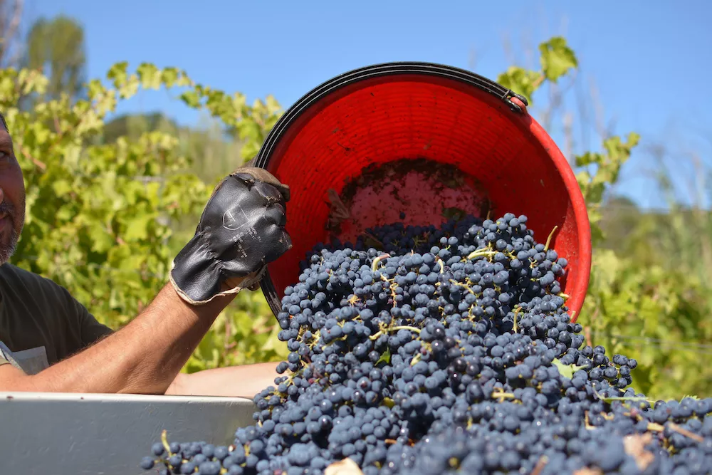 In the Mevante vineyards, the grape harvest usually begins in the last week of September which is unusual for the area.