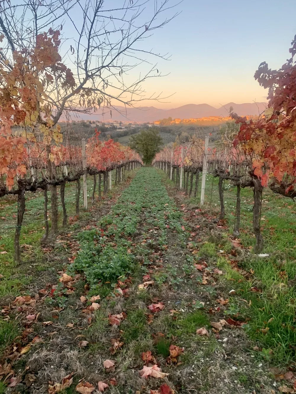The Montioni farm's vineyards are managed organically with most tasks performed by hand.