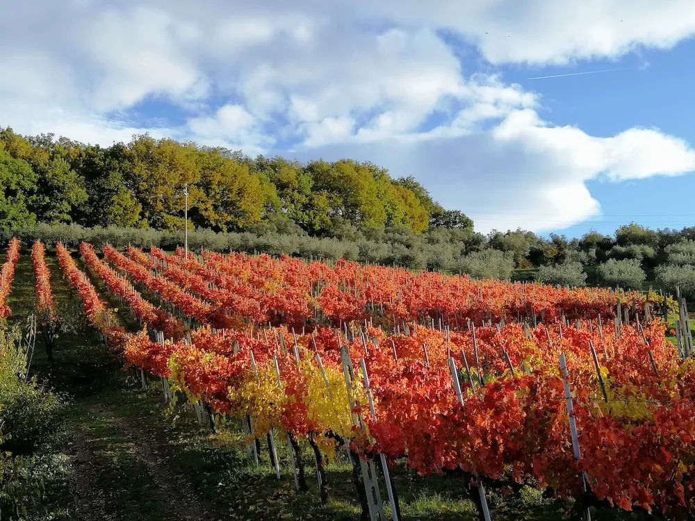 La Veneranda is located adjacent to the medieval town of Monfefalco.