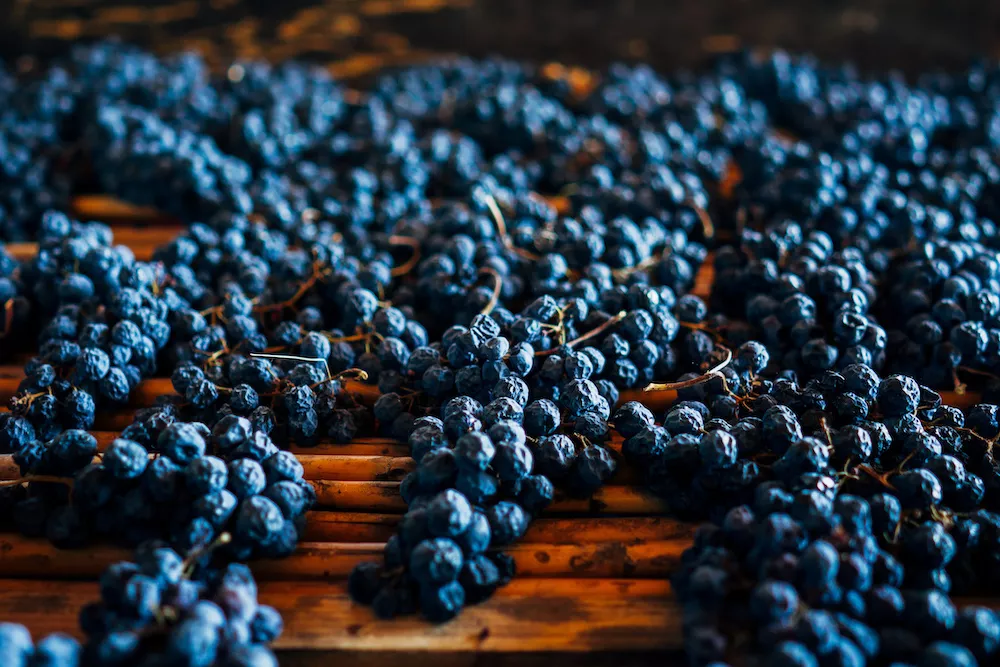 Sagrantino grapes are historically suited to drying for the production to excellent sweet red passito wines.