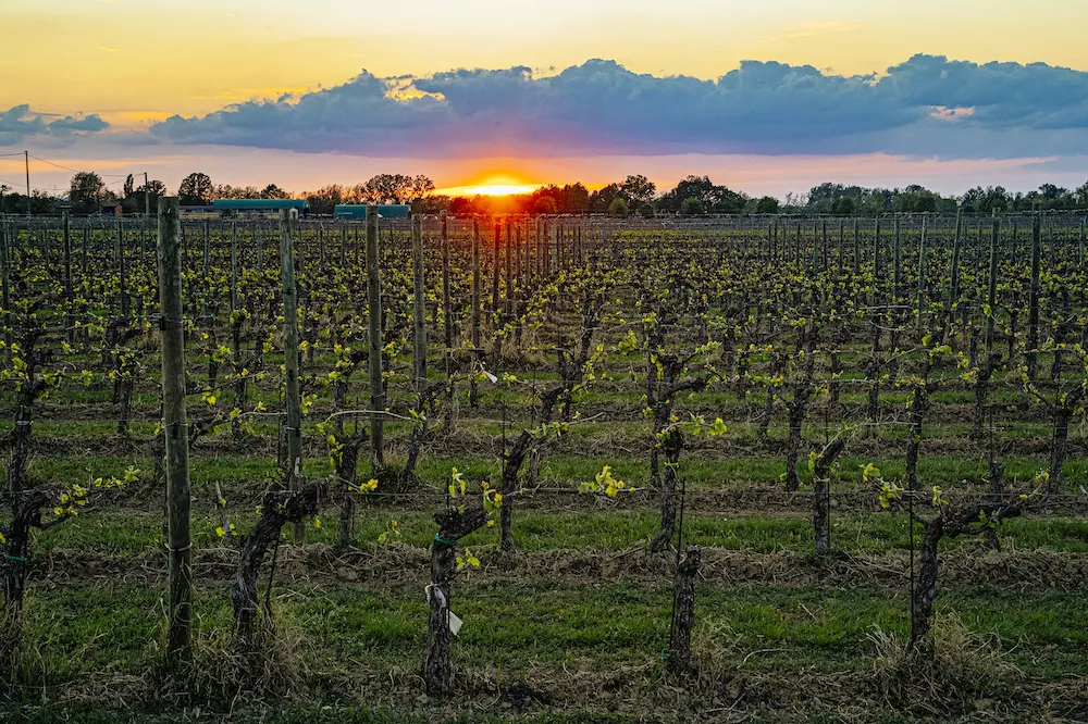 Branchini's vineyard management techniques focus on maitaining balance in the vines, whilst avoiding too much forced intervention.