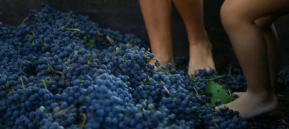 Treading the grapes at the traditional grape harvest festival in Fontanafredda.