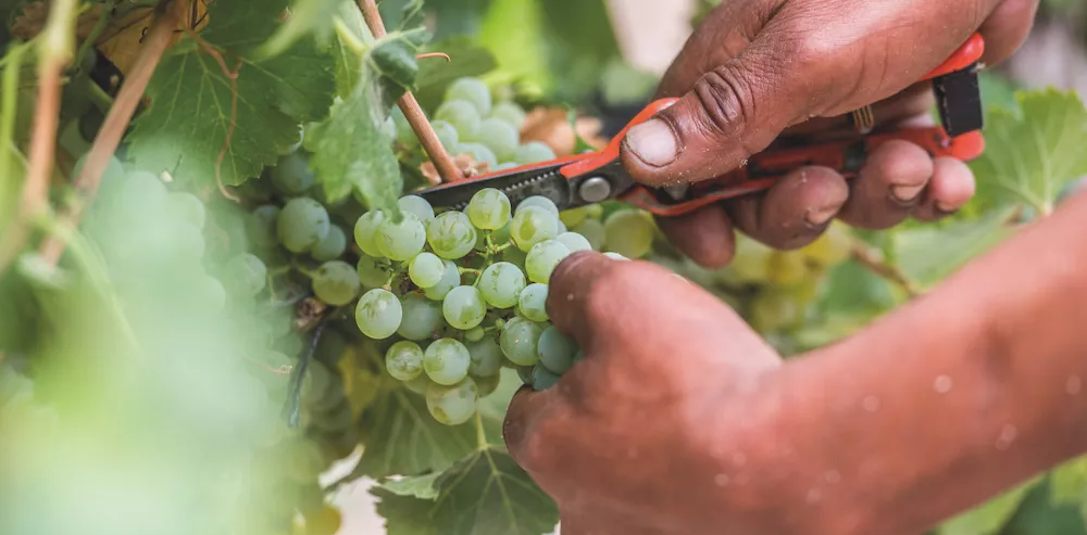 Bon Courage is home to elegant Cap Classique wines that owes it character to lime rich soils.