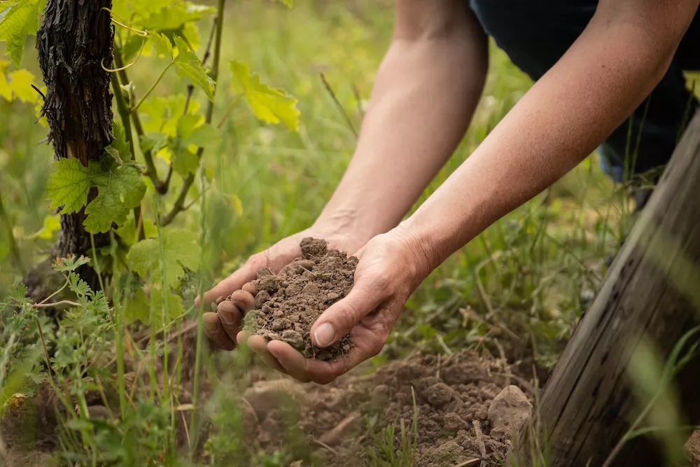 Un lien évident entre les sols et le travail des vignerons