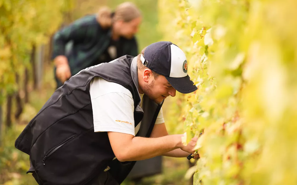 Les vendanges au Domaine Henri Klée