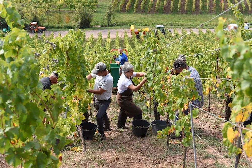 L'équipe du domaine Justin Boxler pendant les vendanges dans le Sommerberg