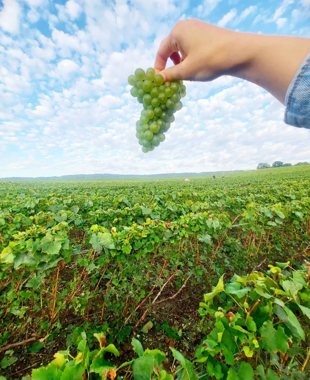 Vineyards in the summer in Bethon