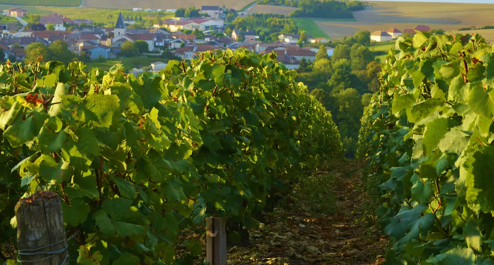 Vineyards at the Colomb&eacute; co-operative winery
