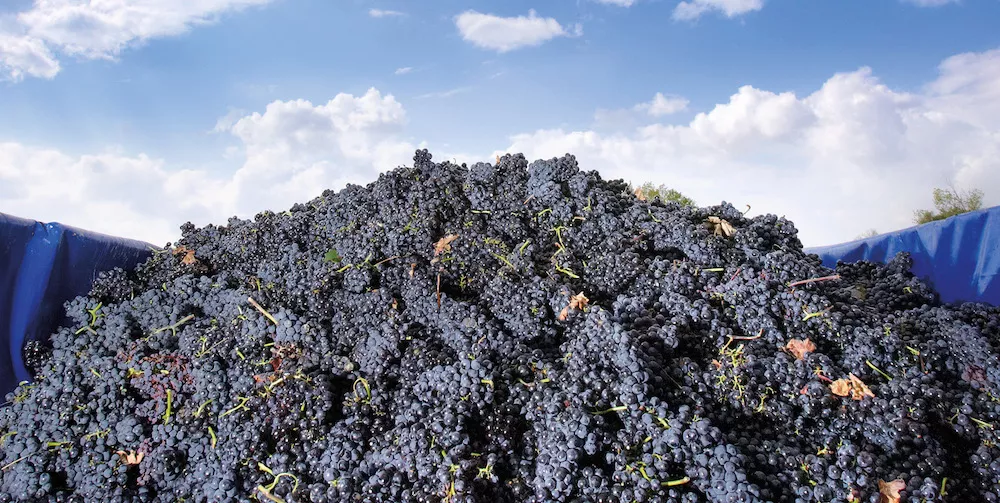 La bodega cultive tous les cépages autochtones traditionnels de la Rioja