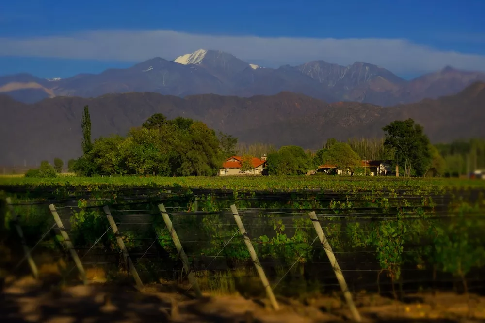 Finca Bandini has 59 hectares of Malbec, Cabernet Sauvignon, Cabernet Franc and Petit Verdot.