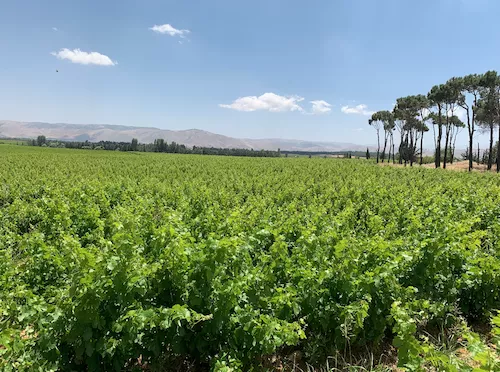 Chateau Kefraya’s vineyards.