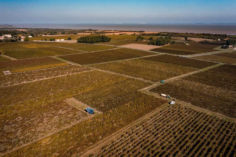 Vignoble appartenant à l'un des vignerons coopérateurs d'Uni Médoc.