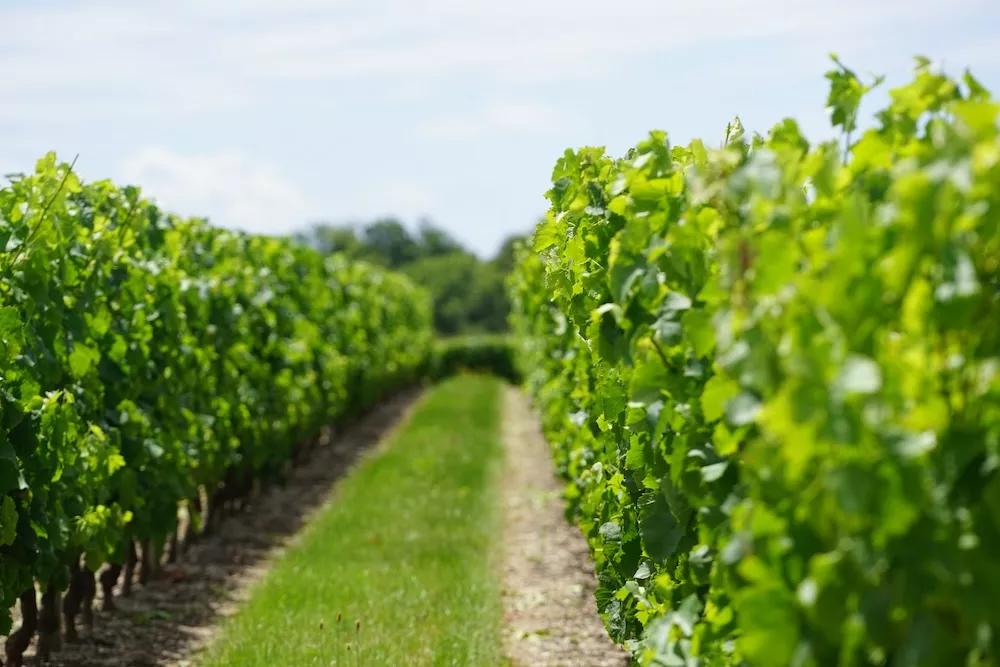 Vignoble dont la production est commercialisée par la maison Producta Vignobles.