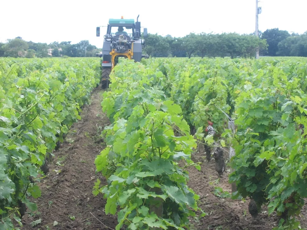 Le vignoble du Château Vieux Robin.