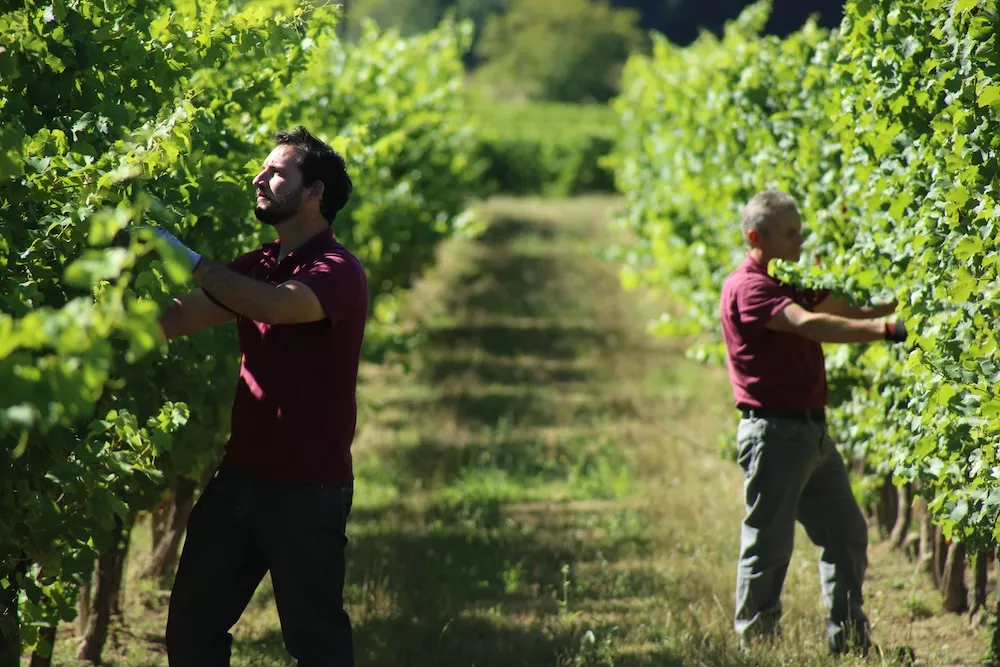 Tous les vignobles que possède Bordeaux Vineam sont conduits en agriculture biologique et biodynamique