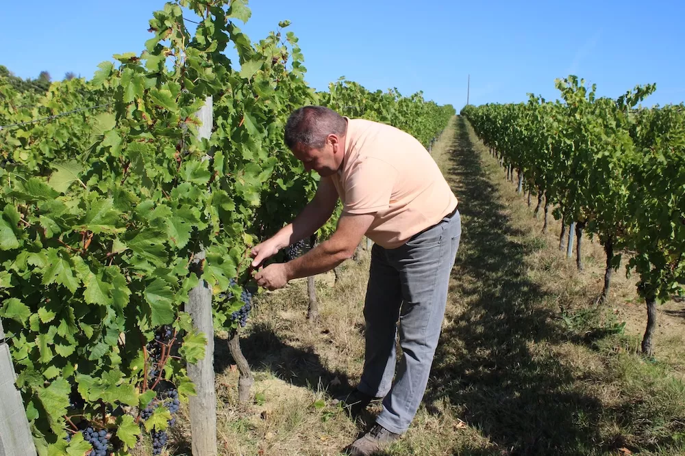 Vingnes de Bordeaux Vineam