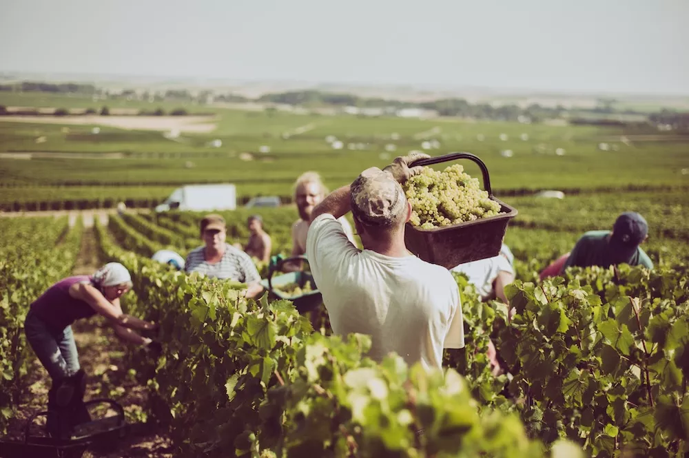 Harvesting at Champagne De Saint-Gall