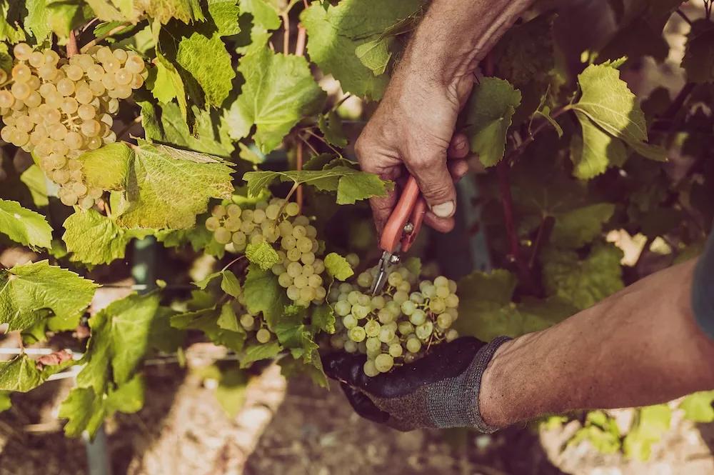 The vines of Champagne De Saint-Gall
