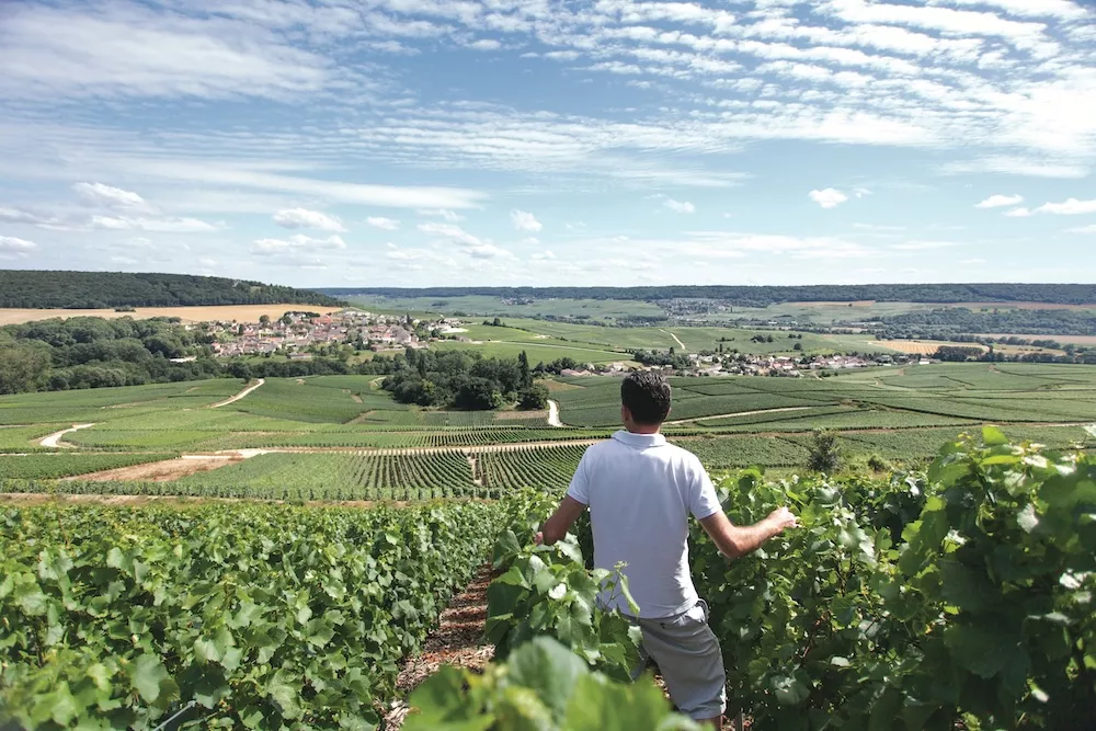 Olivier Collard in his vineyards along the right bank of the Marne Valley